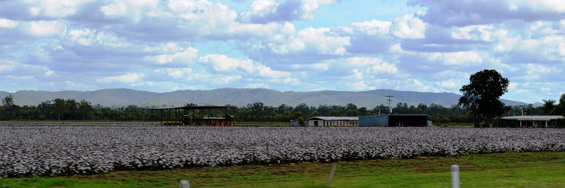 07MtMorgan (27).JPG - Corron between Monto and Biloela